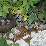 Pavo Dubrovnik