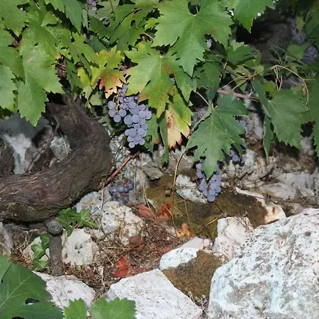 Pavo Dubrovnik