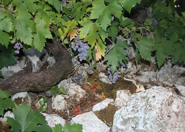 Pavo Dubrovnik