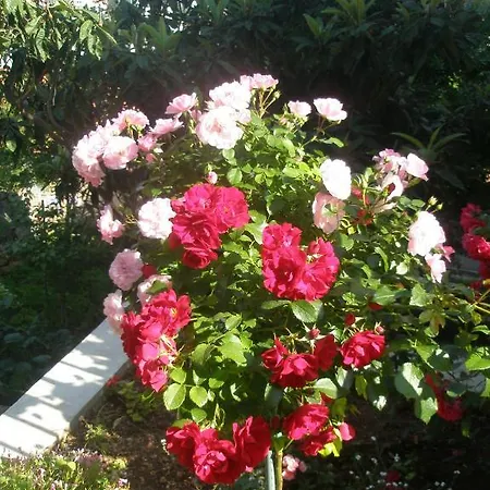 Pavo Apartman Dubrovnik